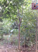 今年10公分白玉蘭價(jià)格是多少？