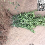 哪里有大葉黃楊綠籬苗 價格是多少？