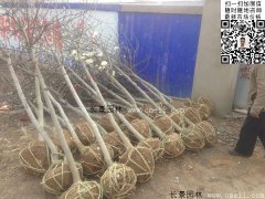 常用規(guī)格的白玉蘭樹(shù)多少錢(qián)？