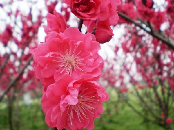 紅梅花一般什么時(shí)候開花？