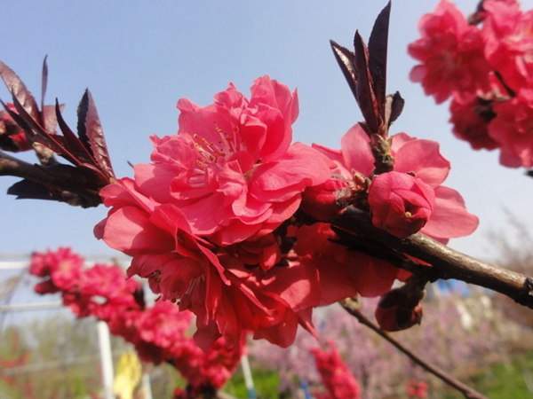 紅葉碧桃是用什么嫁接的？
