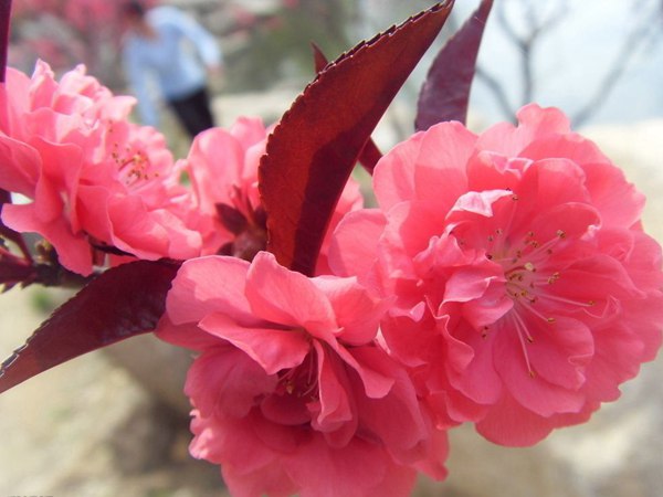 紅葉碧桃花期有多長(zhǎng)，幾月份開花？