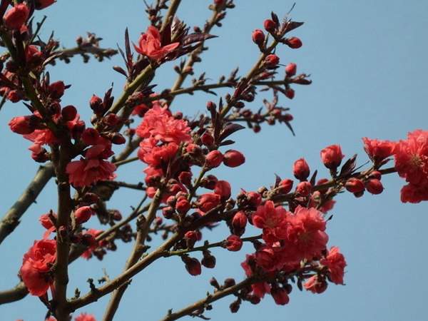 紅葉碧桃花期有多長(zhǎng)，幾月份開花？