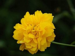 重瓣棣棠價格哪里便宜？產(chǎn)地在哪里？