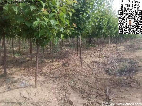 國內數(shù)一數(shù)二紅梅花產地，你知道幾個