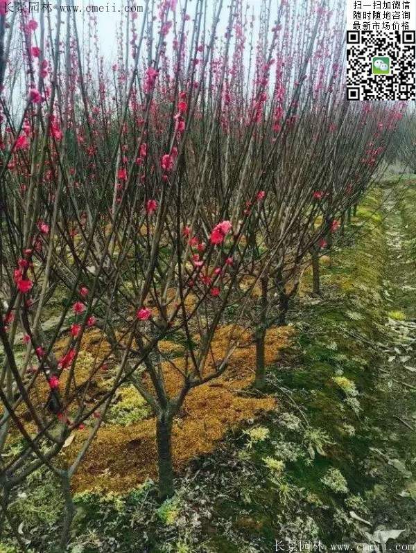 國內數(shù)一數(shù)二紅梅花產地，你知道幾個
