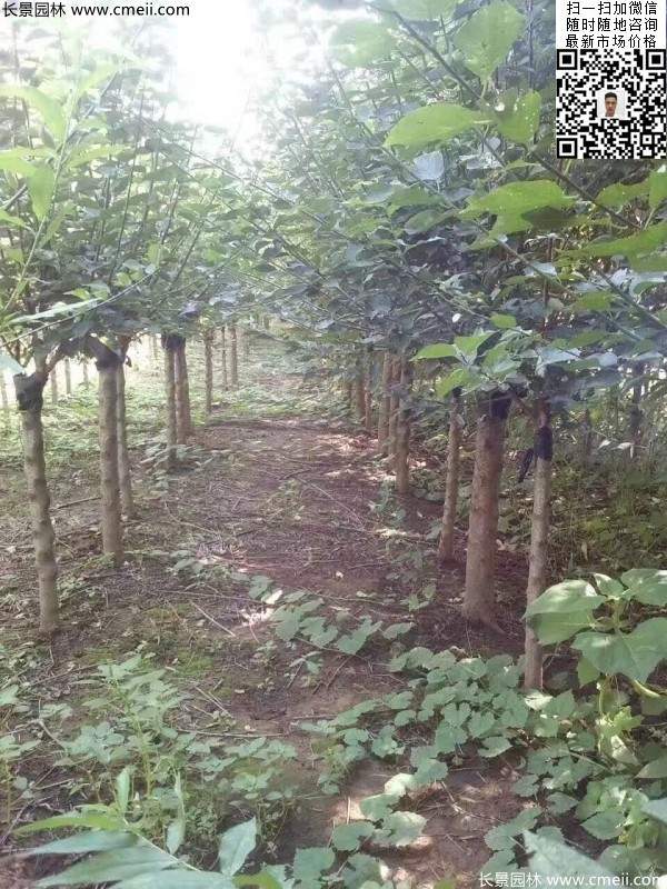 國內數(shù)一數(shù)二紅梅花產地，你知道幾個