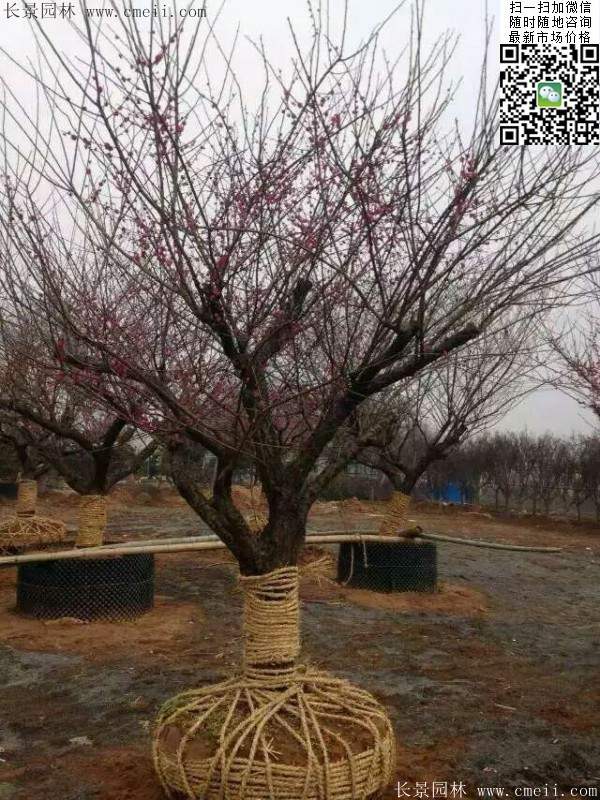 國內數(shù)一數(shù)二紅梅花產地，你知道幾個