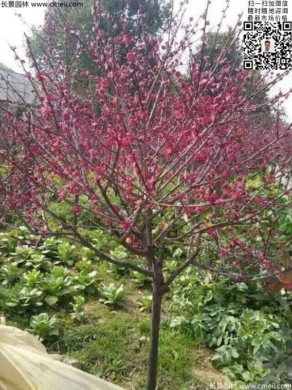 國內數(shù)一數(shù)二紅梅花產地，你知道幾個