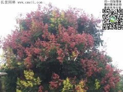今年欒樹(shù)價(jià)格多少錢一棵？6公分8公分10公分的規(guī)