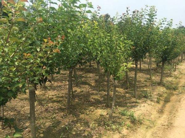 高端、大氣、上檔次的紅梅