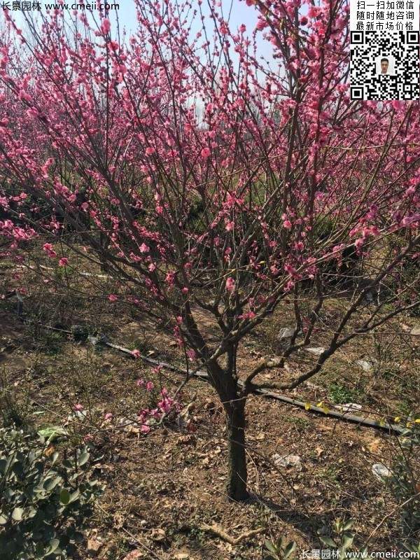 高端、大氣、上檔次的紅梅
