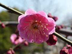 聽(tīng)說(shuō)“日本櫻花”和“紅梅”還是近親呢，你知