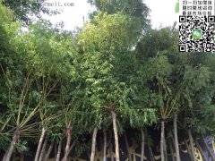 求購(gòu)5、6、7、8公分的精品黃金槐，還是到沭陽(yáng)，