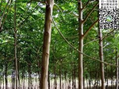 2020下半年最新苦楝樹苗價(jià)格多少錢一棵？