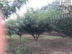 2016下半年最新最全櫻花樹苗價(jià)格已出，請(qǐng)更新