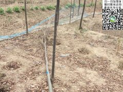 你還在為買(mǎi)櫸樹(shù)四處奔波嗎？那你就out了，告訴