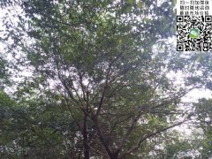 櫸樹(shù)不管是在綠化界，還是在建筑界都會(huì)令你刮