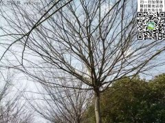 櫸樹(shù)的綠衣雖好看，但是變成光桿司令的“它”
