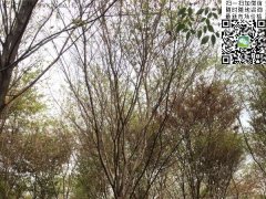 這個(gè)秋季讓櫸樹(shù)占盡了風(fēng)采，你還在持觀望的態(tài)
