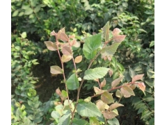 紅櫸與櫸樹(shù)有什么不同？