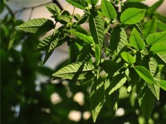 櫸樹(shù)為什么又叫作血櫸，這其中有什么奧秘嗎?