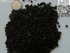 2016最新小葉女貞種子價(jià)格多少錢(qián)一斤？