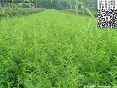 2016下半年最新桃樹(shù)多少錢(qián)一棵？