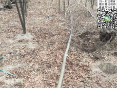專家告訴你，為什么5公分櫸樹(shù)在園林界最暢銷