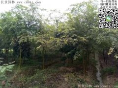 珍貴的紅櫸樹(shù)在我這，只珍不貴！