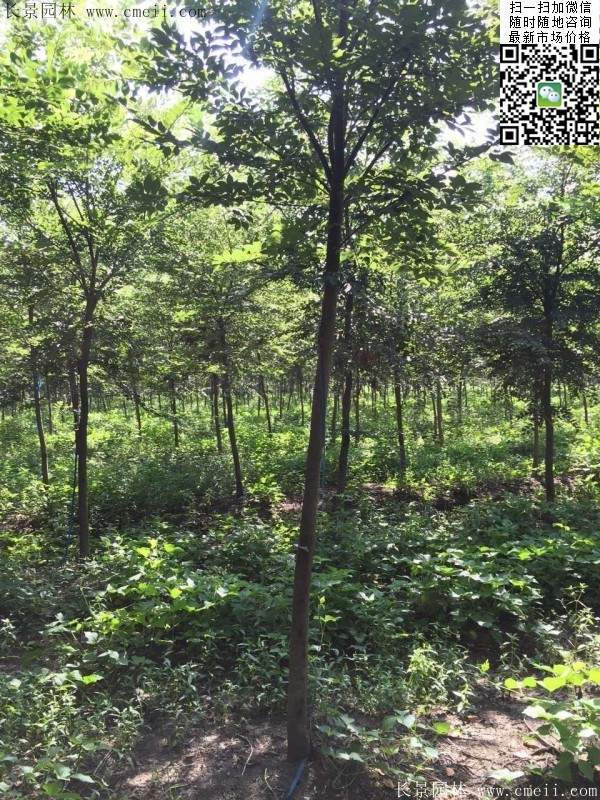 櫸樹哪里便宜？麻煩推薦一家大型，有誠信的單位！
