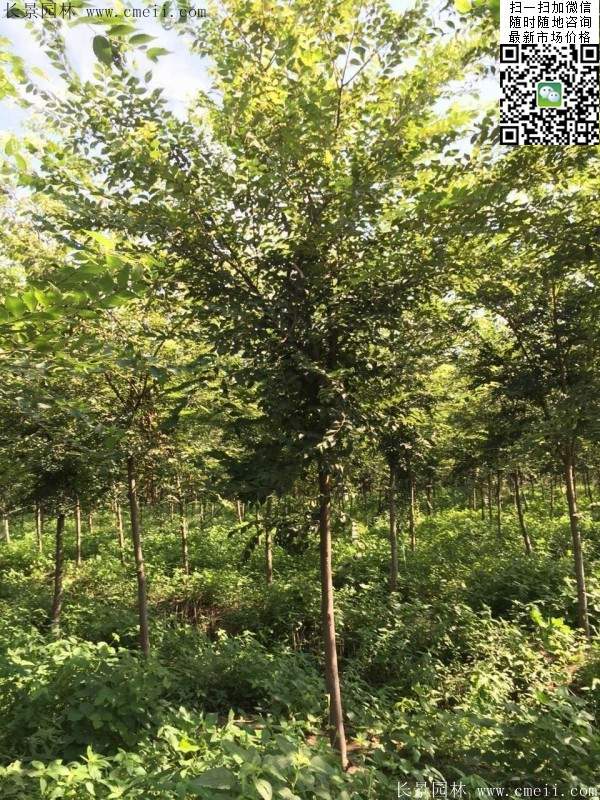 櫸樹哪里便宜？麻煩推薦一家大型，有誠信的單位！