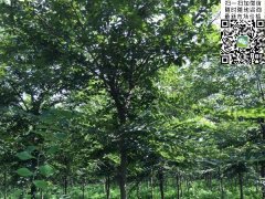 目前國(guó)內(nèi)櫸樹(shù)哪里最多，你一定不知