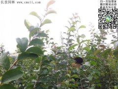 「內(nèi)部資料」行內(nèi)采購流蘇樹報價單曝光！