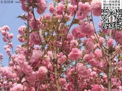 早櫻、晚櫻都是櫻，但你知道那款櫻花是最被看