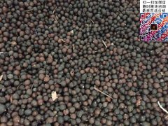 2020下半年最新欒樹(shù)籽多少錢一斤？
