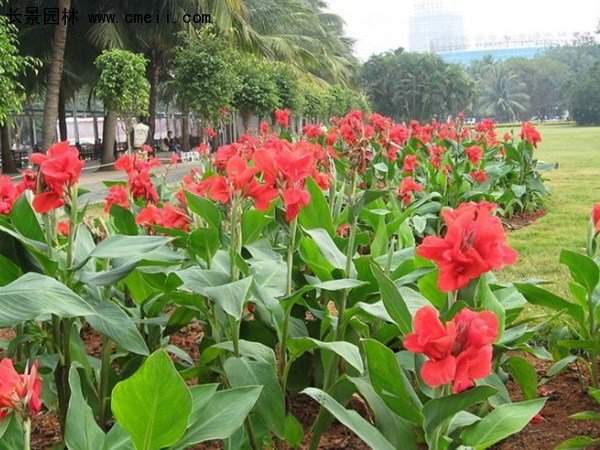 美人蕉，