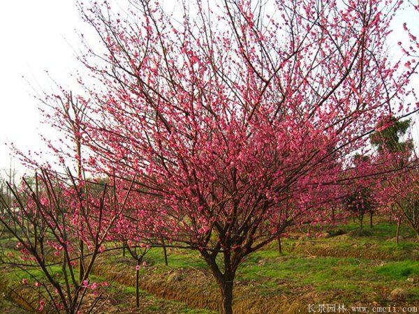 批發(fā)供應(yīng)紅梅和骨里紅梅，規(guī)格齊全、價(jià)格低