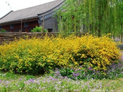 <font color='#FFFF00'>產(chǎn)地直銷的棣棠球多少錢一棵？</font>