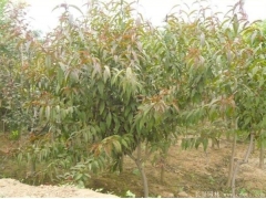 哪里有碧桃樹(shù)出售，最常用的規(guī)格多少錢(qián)一棵能