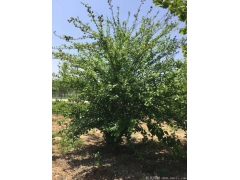 正宗紅花木槿，1~8公分規(guī)格齊全，分枝多冠幅大