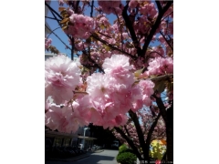 你只聽(tīng)說(shuō)日本櫻花品種有幾百個(gè)品種，可是能買
