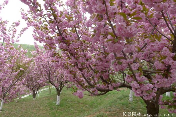 2019櫻花樹價(jià)格表