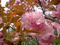 「內(nèi)部文件」江蘇櫻花樹苗批發(fā)價(jià)格單曝光！