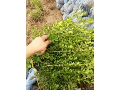 30公分40公分50公分小葉黃楊價格多少錢一棵？