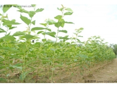 櫻花苗價(jià)格哪家比較低？
