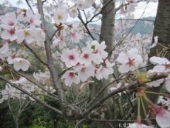 2017年批發(fā)櫻花最熱門產(chǎn)地在哪？