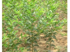 咨詢櫻花樹苗價(jià)格，先來比較大的櫻花種植區(qū)考