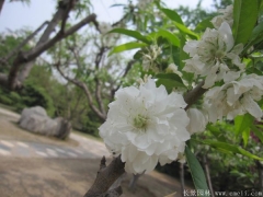 全國(guó)這里櫻花樹苗價(jià)格很低，不怕你比較
