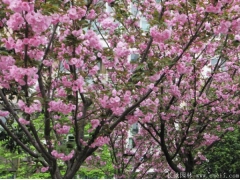 櫻花樹苗多少錢一棵，來長(zhǎng)景園林看看